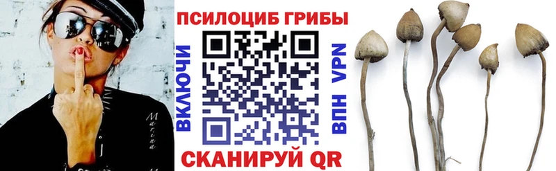 Псилоцибиновые грибы Psilocybe дарнет шоп блэк спрут маркетплейс Владимир